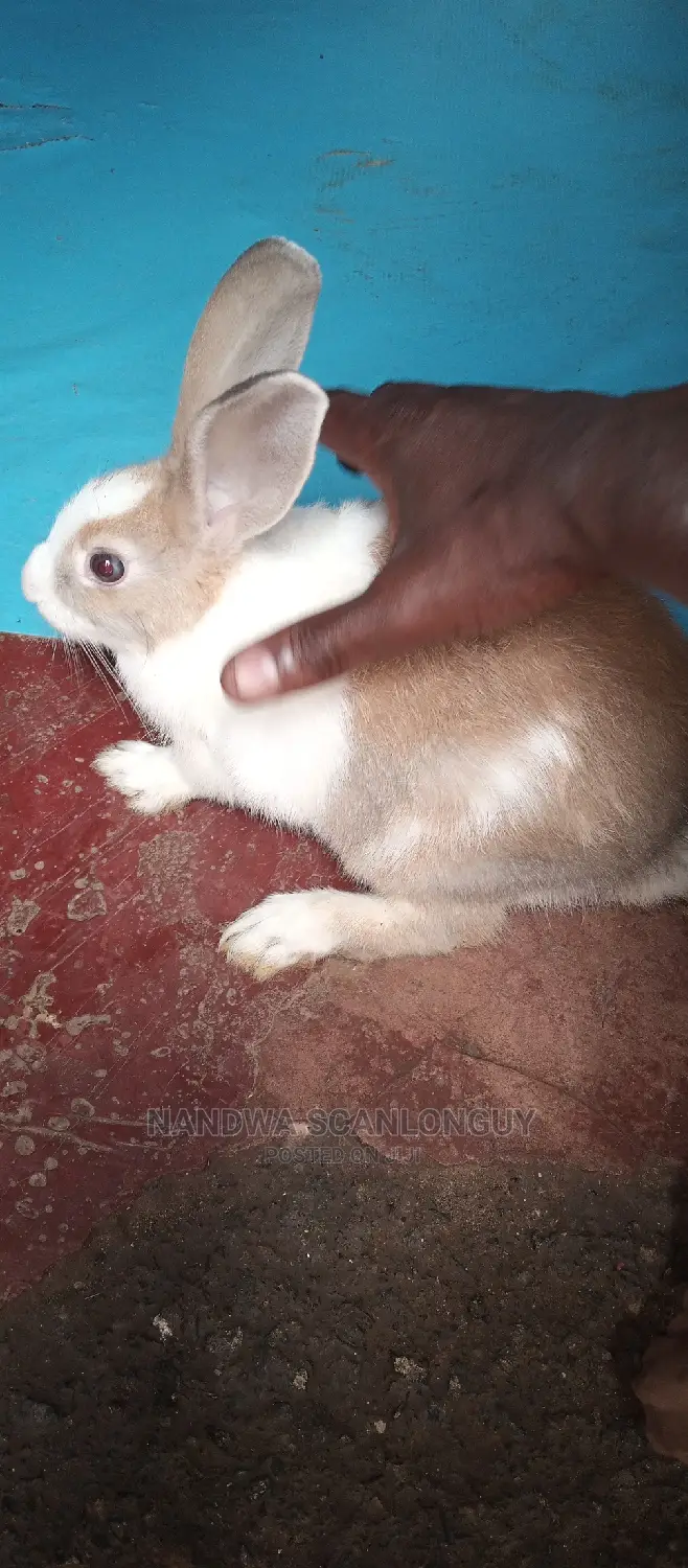 Hybrid Rabbits Available.Call