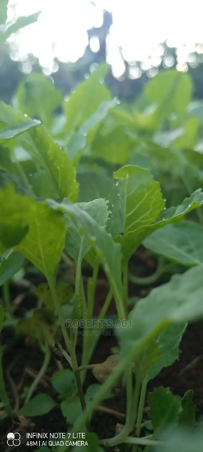 Kales, Spinach and Sukuma Wiki Seedlings