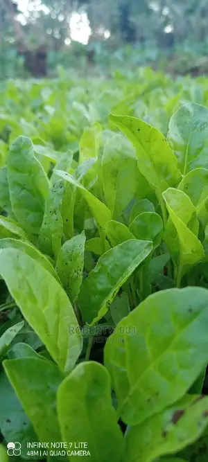 Kales, Spinach and Sukuma Wiki Seedlings