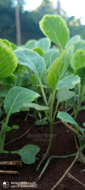 Kales, Spinach and Sukuma Wiki Seedlings