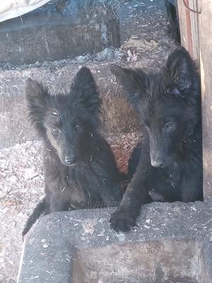 1-3 Months Female Purebred German Shepherd - thumbnail 2