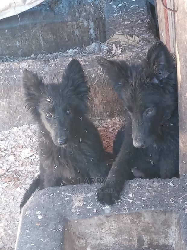 1-3 Months Female Purebred German Shepherd - main view