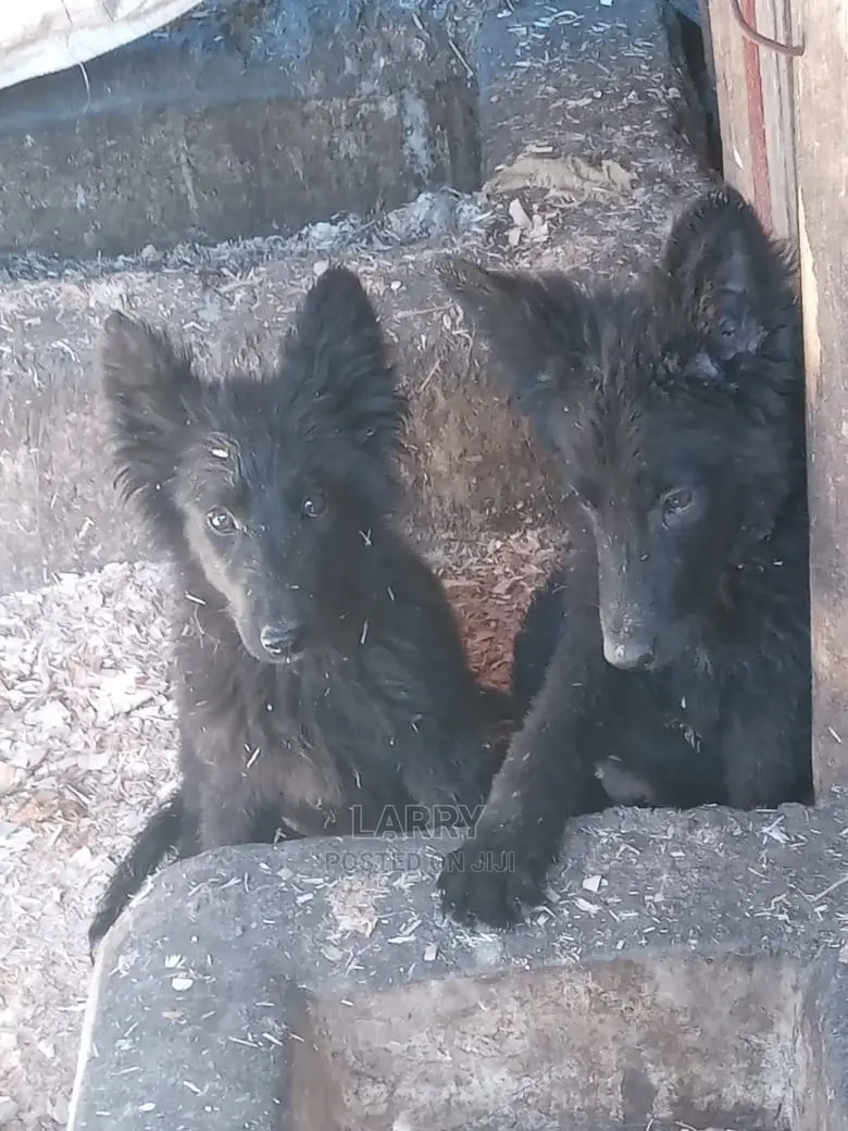 1-3 Months Female Purebred German Shepherd