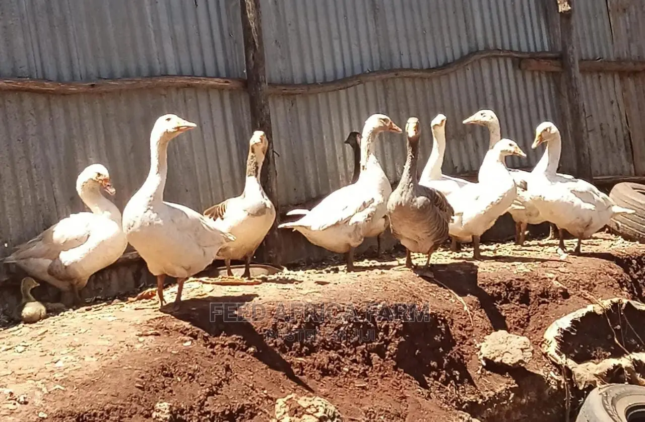 Geese on Sale