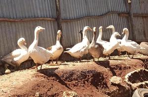 Geese on Sale - thumbnail 2