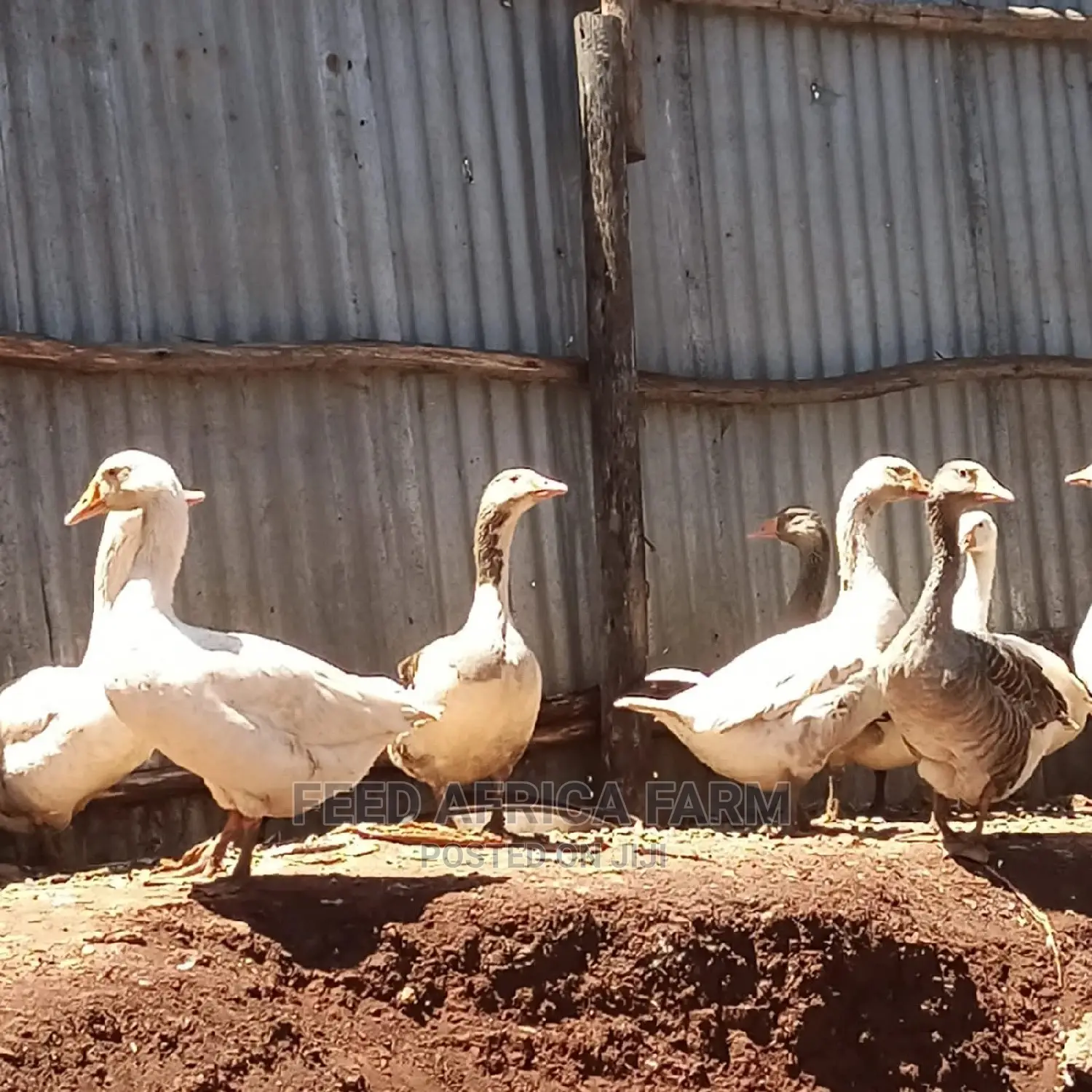 Geese on Sale