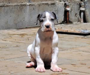 1-3 Months Female Purebred Great Dane - thumbnail 2