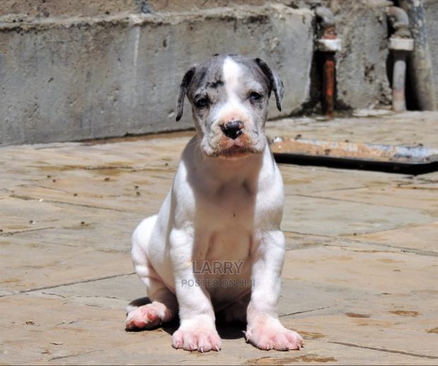 1-3 Months Female Purebred Great Dane - main view