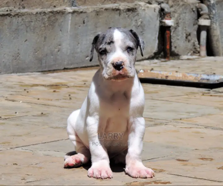 1-3 Months Female Purebred Great Dane