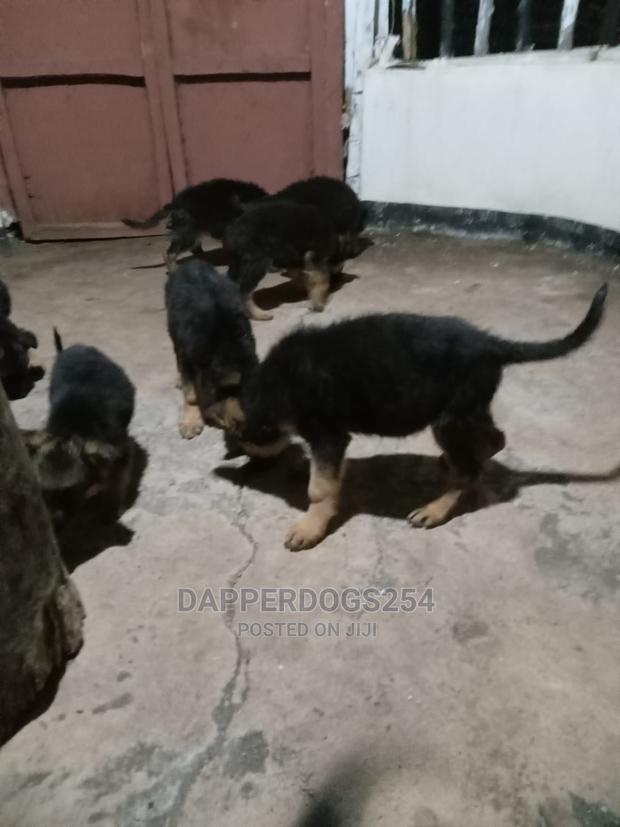1-3 months Male Purebred German Shepherd - main view