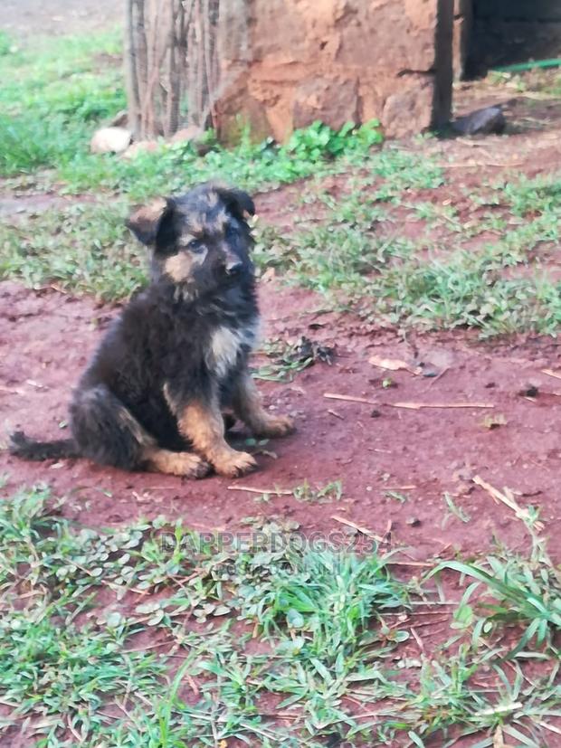 1-3 months Male Purebred German Shepherd - thumbnail 3