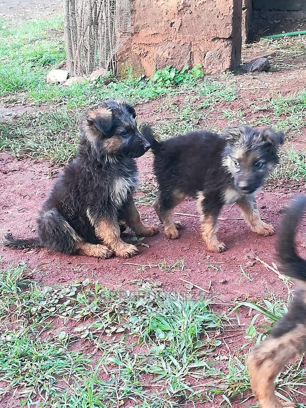 1-3 months Male Purebred German Shepherd - thumbnail 2
