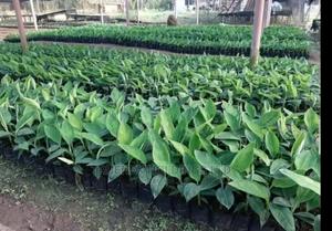 Banana Seedlings Sell Kenya - main view