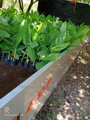 Banana Seedlings Farming
