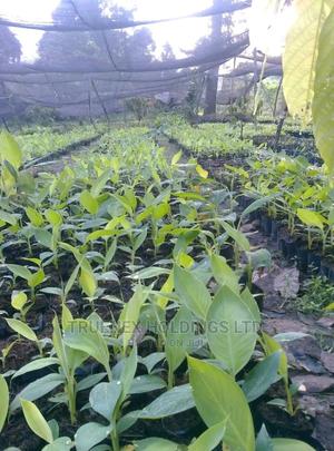 Nursery Banana Seedlings - main view