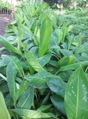 Banana Seedlings From Nursery - main view