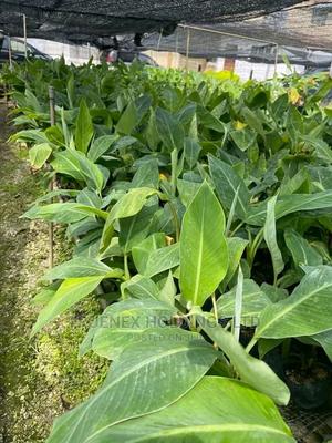 Quality TC Banana Seedlings - main view