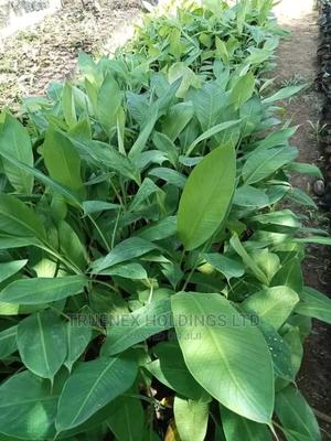 Tissue Cultured Banana Seedling - main view