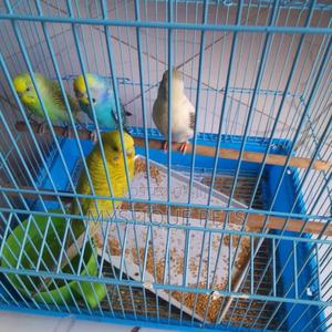 Budgise/ Birds - main view