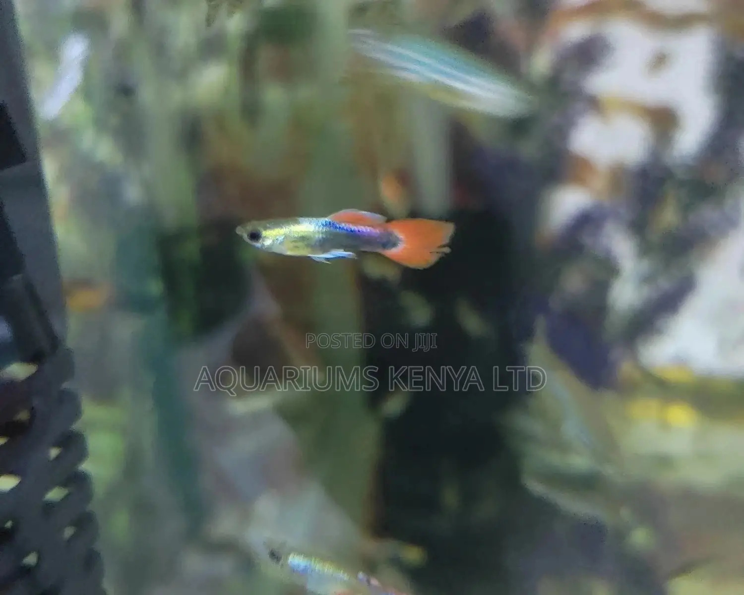 Guppies Aquarium Fish