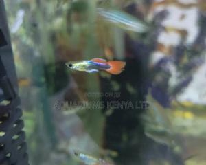 Guppies Aquarium Fish - thumbnail 2
