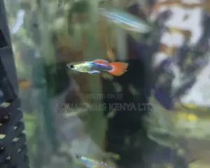 Guppies Aquarium Fish