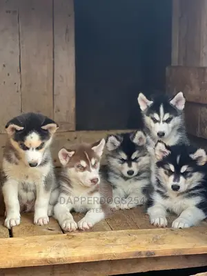 1-3 months Male Purebred Siberian Husky