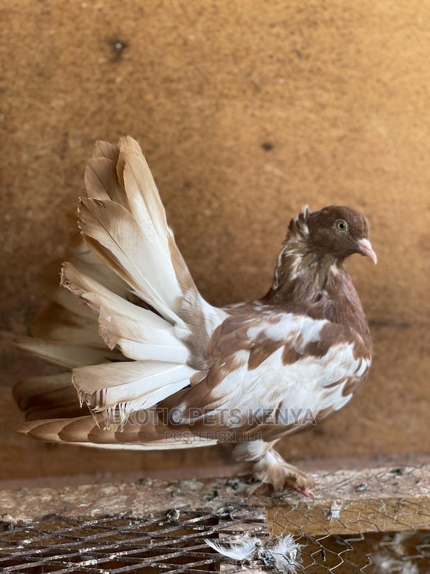 Beautiful Brown/White Fantail Pigeon - main view