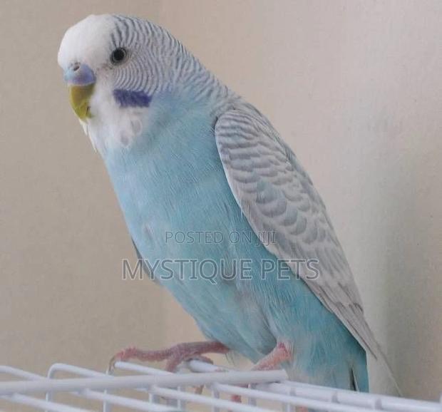 Unique Colour Budgise - main view