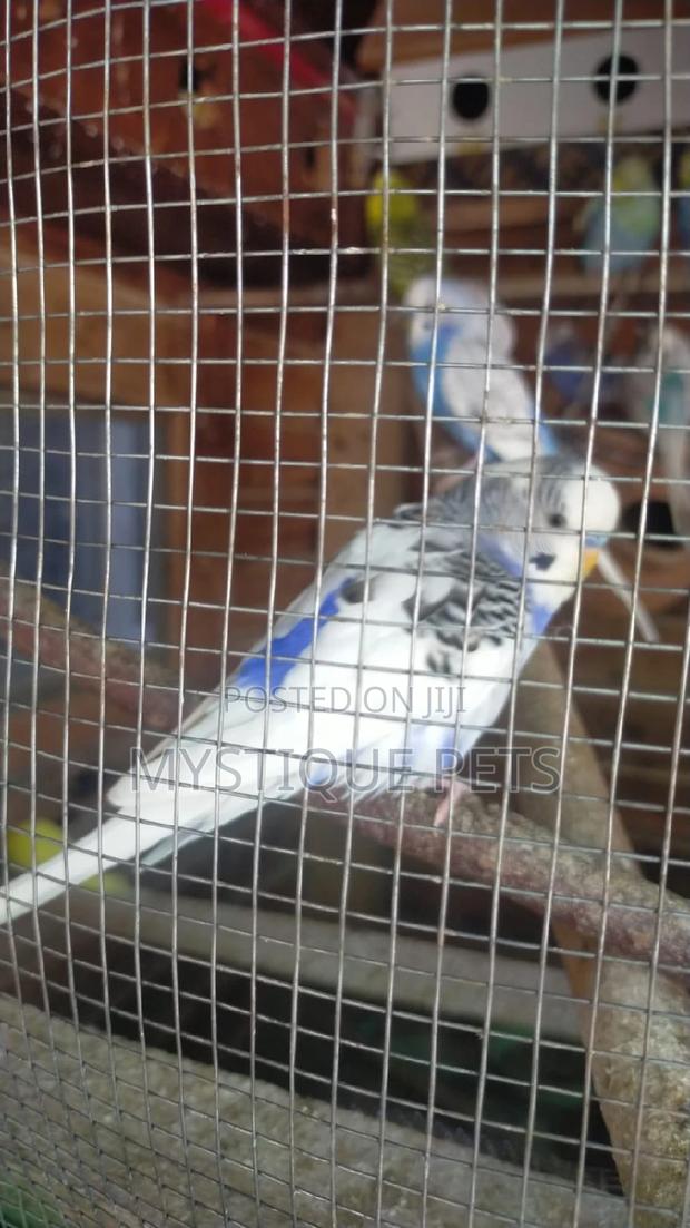 Unique Colour Budgise - thumbnail 3