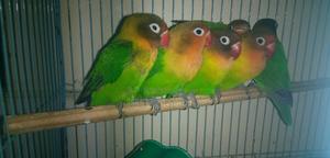 Active Love Birds - thumbnail 2