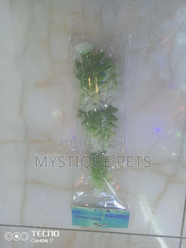 Ornamental Flowers - main view