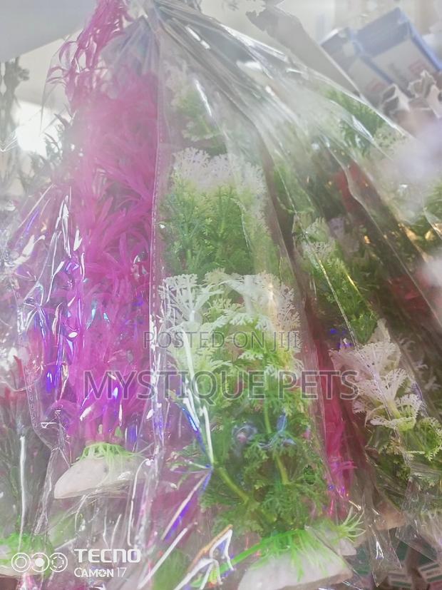 Ornamental Flowers - thumbnail 3