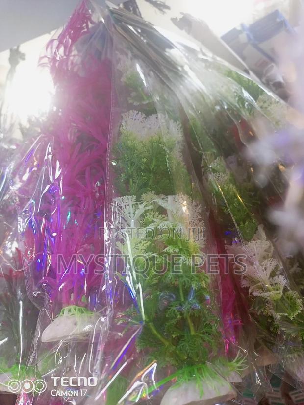 Ornamental Flowers - thumbnail 4