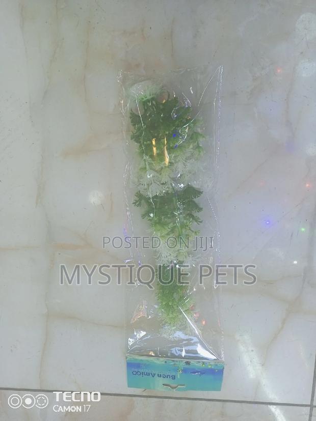 Ornamental Flowers - thumbnail 5