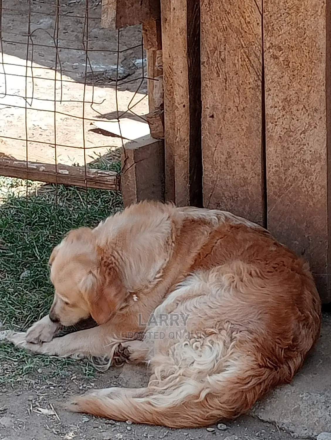 1+ Year Female Purebred Golden Retriever