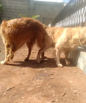 1+ Year Female Purebred Golden Retriever