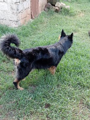 1+ Year Female Purebred German Shepherd - thumbnail 2