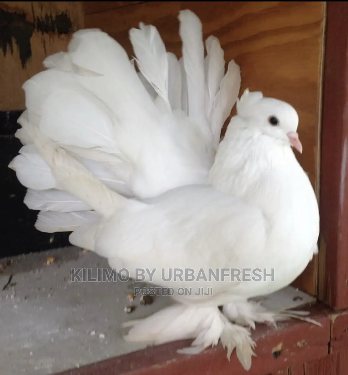 Indian Funtail Pigeon Pair