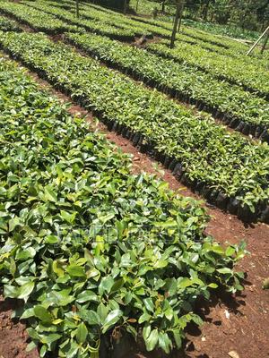 Muguka Seedlings - main view