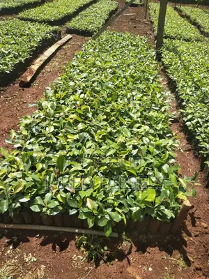 Muguka Seedlings