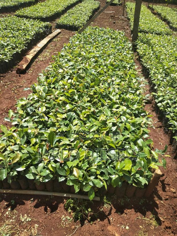 Muguka Seedlings - thumbnail 2