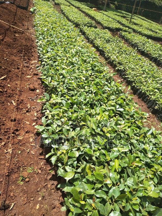 Muguka Seedlings - thumbnail 3