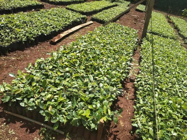 Muguka Seedlings - thumbnail 6