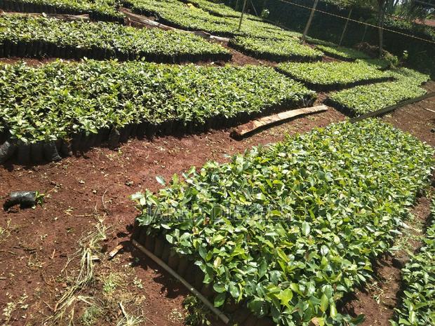 Muguka Seedlings - thumbnail 4