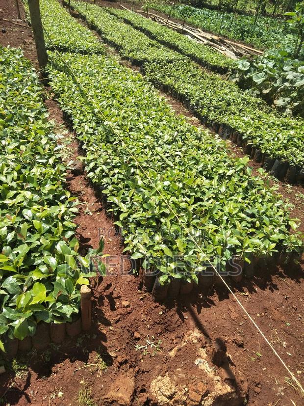 Muguka Seedlings - thumbnail 5