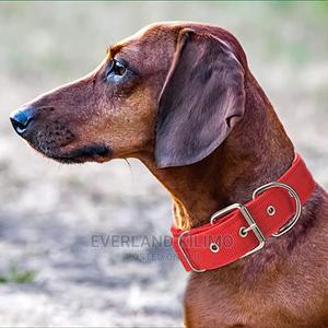Padded Dog Collar - thumbnail 2