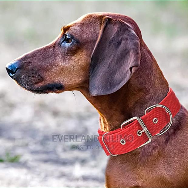 Padded Dog Collar - main view