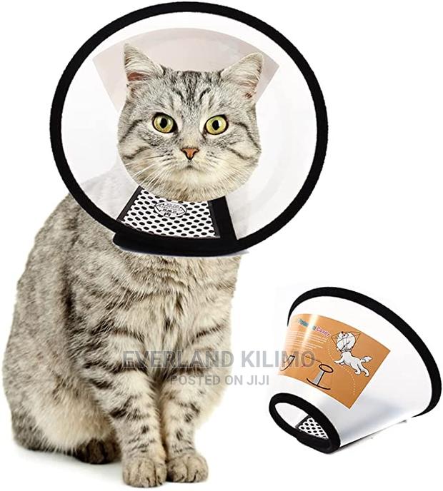 Elizabethan Cat Collar - main view