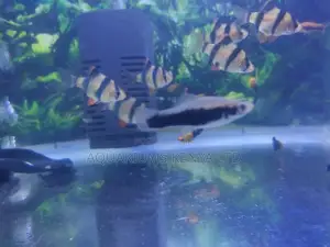 White Tuxedo , Platy Aquarium Species Fish